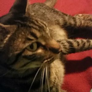 Meet your Posher, Annetta